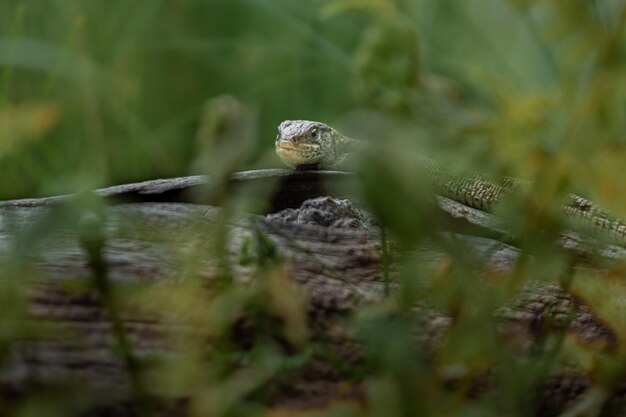 Lagarto da areia