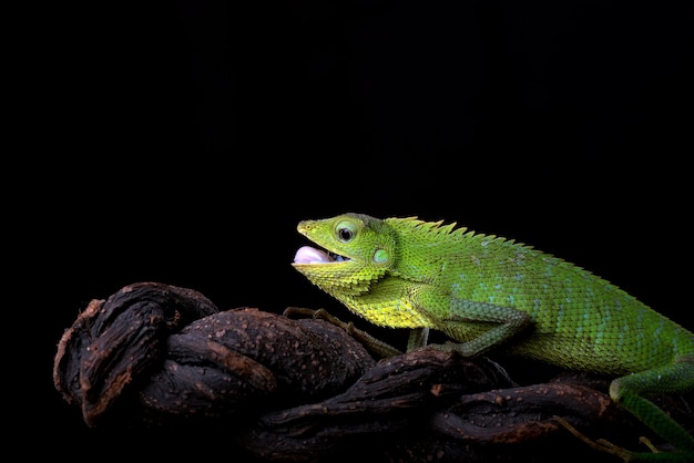 Lagarto da floresta guará em fundo preto