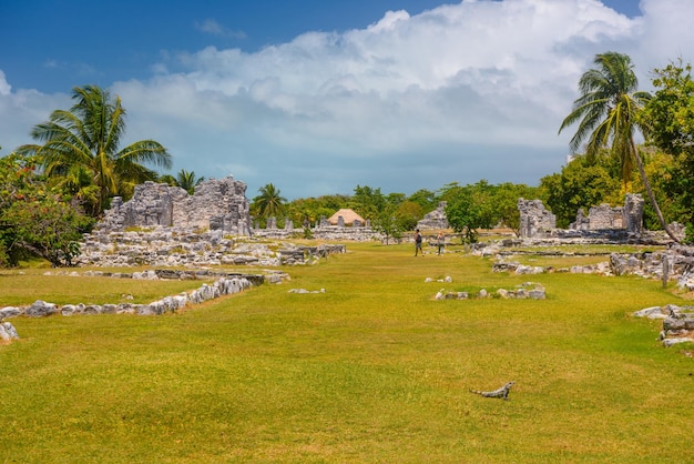 Lagarto da iguana em ruínas antigas de Maya na zona arqueológica de El Rey perto de Cancun Yukatan México