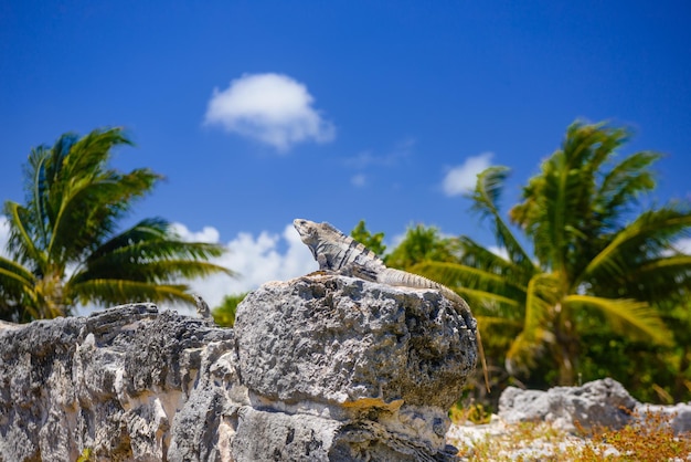 Lagarto da iguana em ruínas antigas de Maya na zona arqueológica de El Rey perto de Cancun Yukatan México