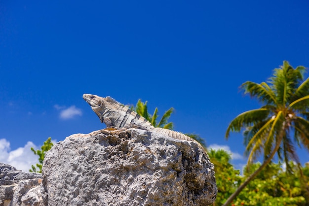 Lagarto da iguana em ruínas antigas de Maya na zona arqueológica de El Rey perto de Cancun Yukatan México