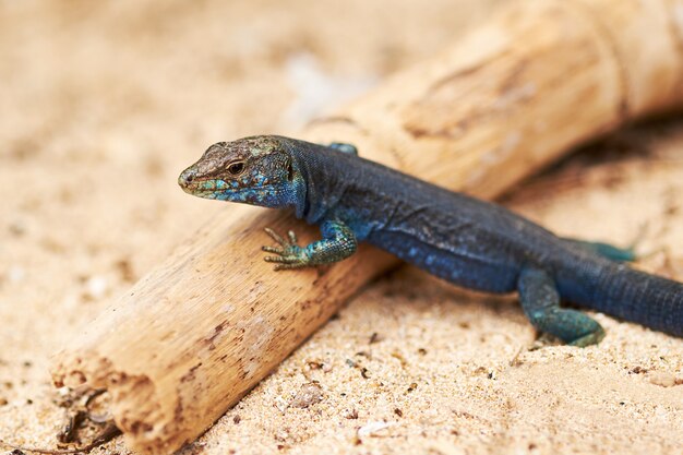 Lagarto da ilha de cabrera. podarcis lilfordi. ilhas baleares, espanha.