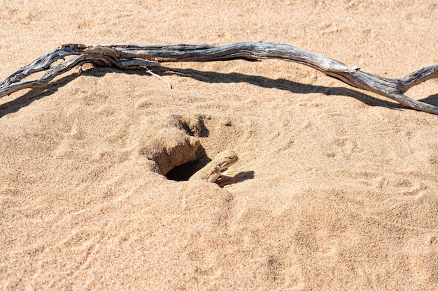 Lagarto de agama Toadhead em sua toca na areia do deserto