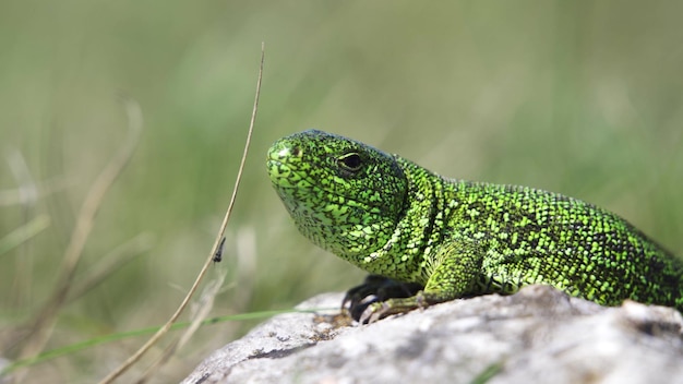 Foto lagarto de areia ao sol de perto