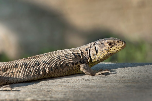 Lagarto de areia marrom fêmea