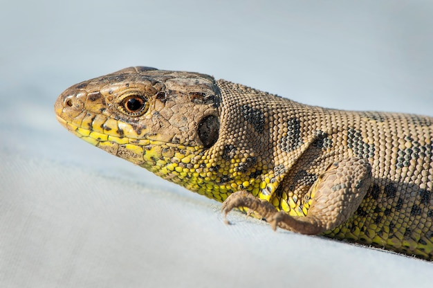 Lagarto de areia marrom feminino.