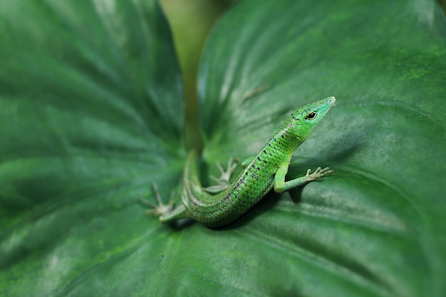 Lagarto de árvore verde ou lagarto verde esmeralda está se tornando mais popular no comércio de animais exóticos