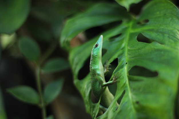Lagarto de árvore verde ou lagarto verde esmeralda está se tornando mais popular no comércio de animais exóticos