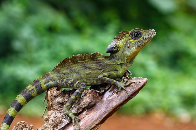 Lagarto de cabeça angular no ramo gonocephalus grandis animal closeup