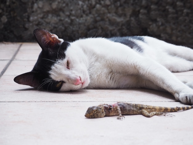 Lagarto de captura do gato e guardando seu dos outros.