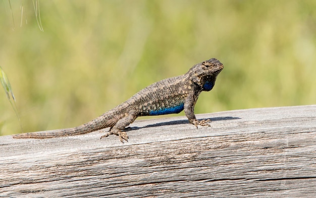 Lagarto de cerca ocidental masculino mostrando sua barriga azul