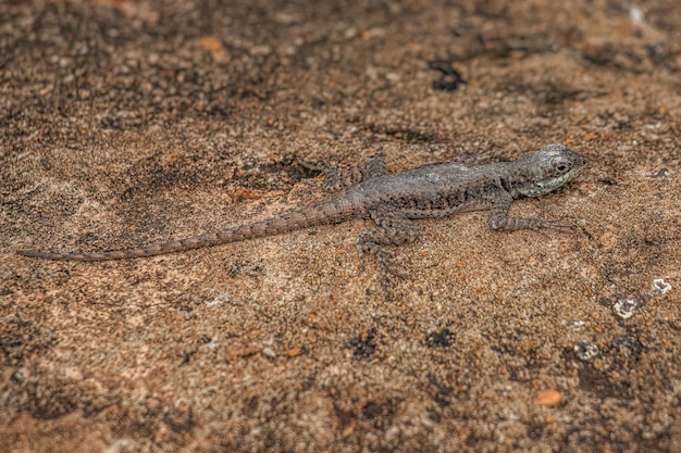 Foto lagarto de chão pequeno