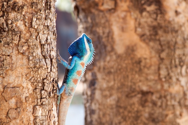 Lagarto de crista azul subindo a árvore