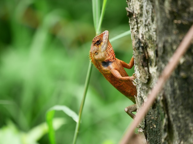 Lagarto-de-crista-marrom na árvore