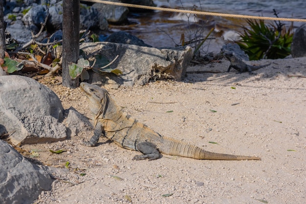 Lagarto de iguana cinza sentado no chão com folhas Mayan Ruins em Tulum Riviera Maya Yucatan Mar do Caribe México