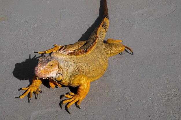 Lagarto de iguana macho jovem colorido em uma superfície cinza