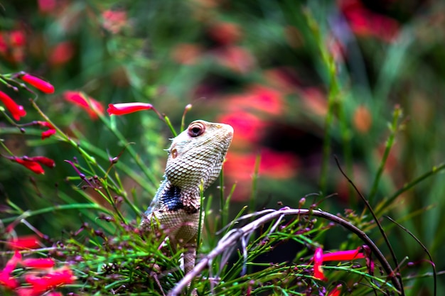 Lagarto de jardim no galho de uma planta em seu habitat natural