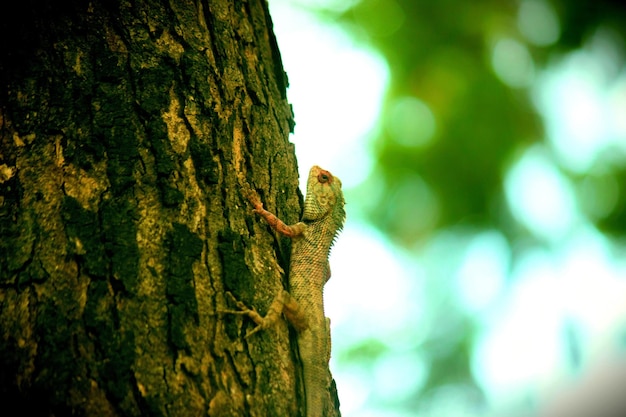 Lagarto de jardim no tronco da árvore