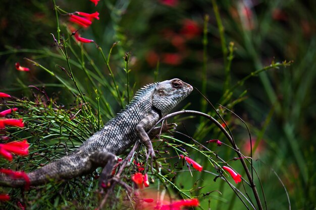 Lagarto de jardim ou também conhecido como lagarto de planta oriental descansando calmamente no galho de uma planta