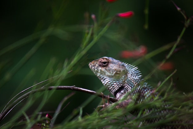 Lagarto de jardim ou também conhecido como lagarto de planta oriental no galho de uma planta