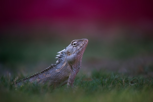 lagarto de jardim ou também conhecido como lagarto planta oriental em g redondo olhando de lado