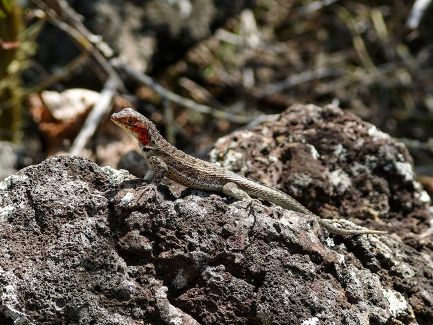 Lagarto de lava das Galápagos