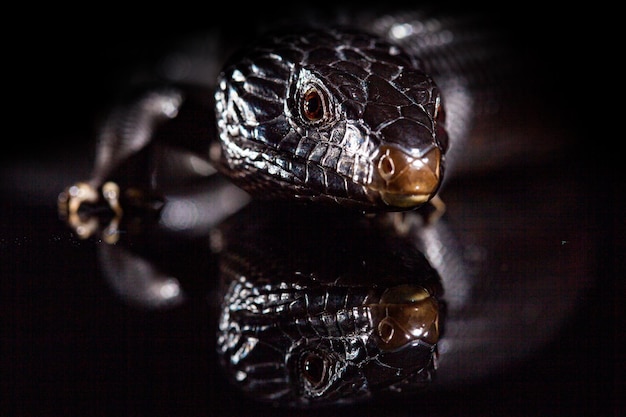 Lagarto de língua azul preto em ambiente de espelho brilhante escuro