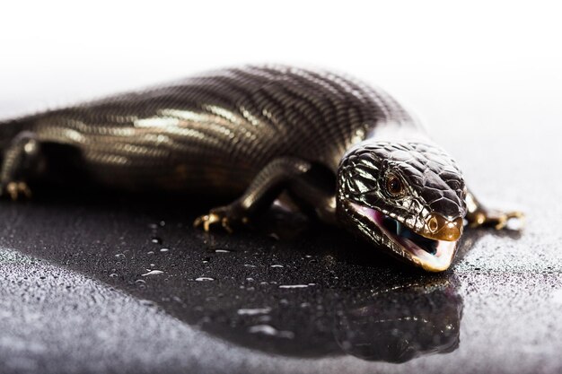 Lagarto de língua azul preto em ambiente úmido escuro brilhante