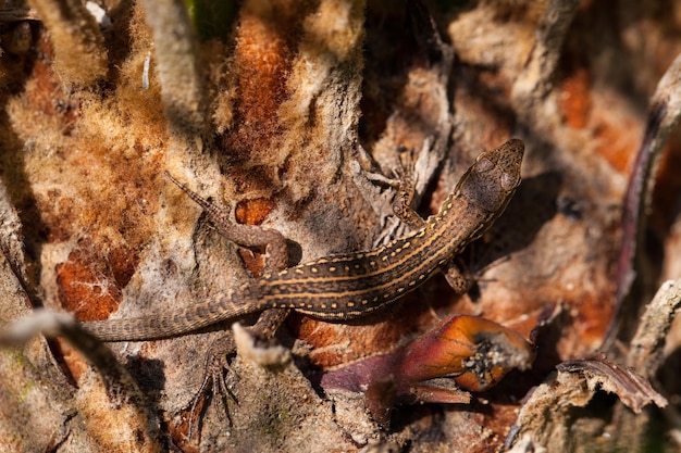 Lagarto de parede comum ou lagarto de parede europeu Podarcis carbonelli na Itália vista superior