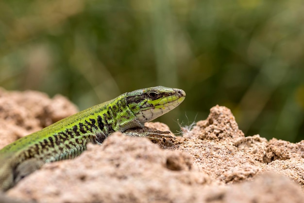 Lagarto de parede de Erhard Podarcis erhardii naxensis sentado em um close de pedras em um dia ensolarado