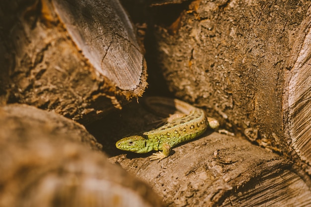 Foto lagarto dentro de los ladrillos de madera