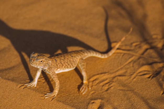 Lagarto en el desierto en la arena amarilla. Reptil en el desierto