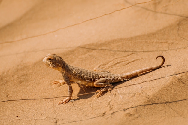 Foto lagarto en el desierto en la arena amarilla. reptil en el desierto