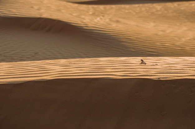 Lagarto en el desierto en la arena amarilla. Reptil en el desierto