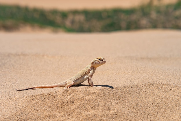 Lagarto del desierto secreto toadhead agama Phrynocephalus mystaceus en la duna de arena de Sarykum