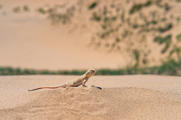 Lagarto del desierto secreto toadhead agama Phrynocephalus mystaceus en la duna de arena de Sarykum