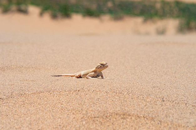 Lagarto del desierto secreto toadhead agama Phrynocephalus mystaceus en la duna de arena de Sarykum