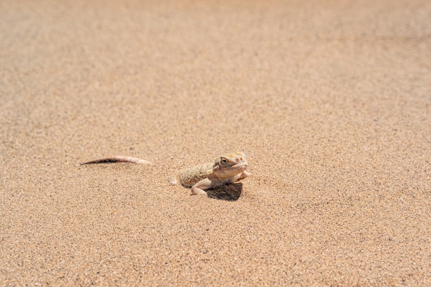 Lagarto del desierto toadhead agama medio excavando en el primer plano de la arena