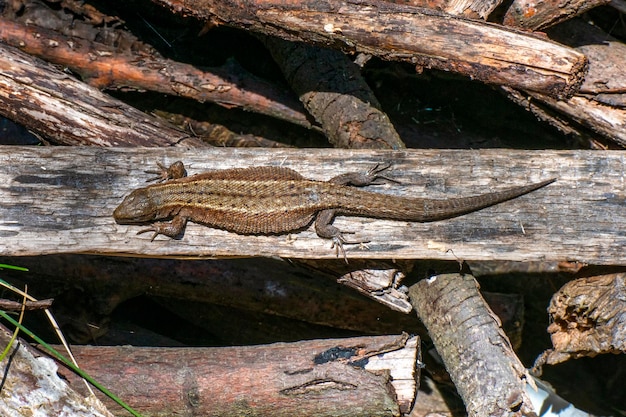 Foto lagarto disfruta del sol. de cerca