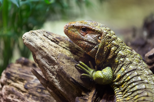 Lagarto do Caimão do Norte