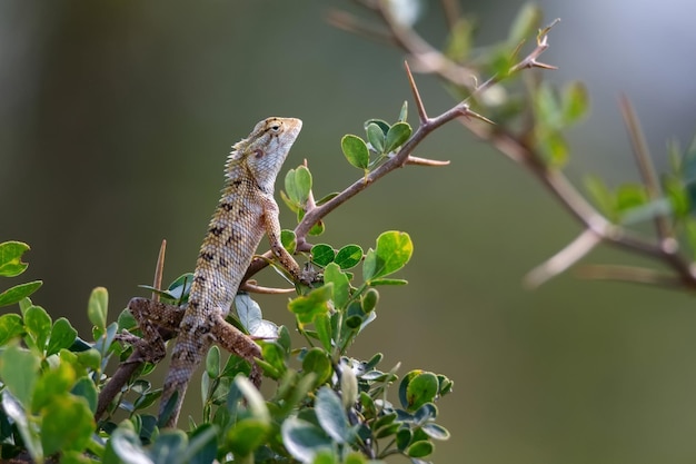 lagarto do jardim oriental