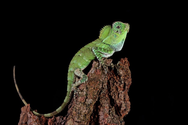 lagarto dragão da floresta na madeira com parede preta