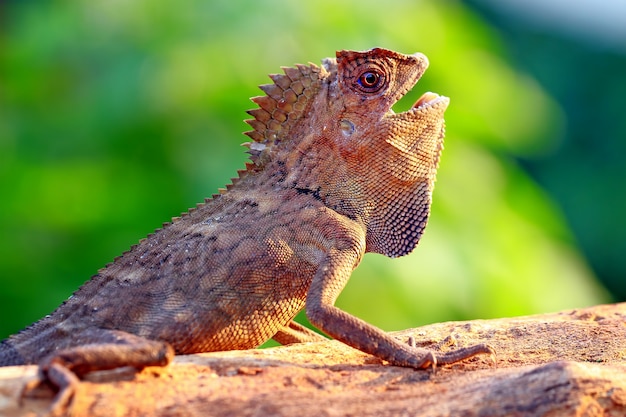 Lagarto dragão da floresta no ramo de madeira