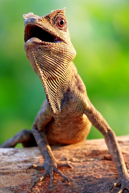 Lagarto dragão da floresta no ramo de madeira