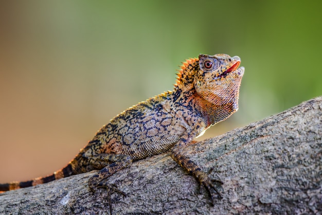 Lagarto dragão da floresta nos galhos