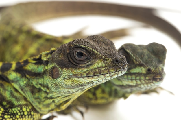 Foto lagarto-dragão juvenil