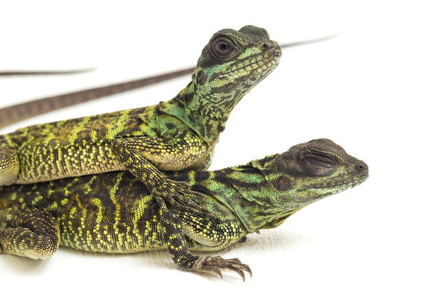 Lagarto dragón aleta de vela juvenil