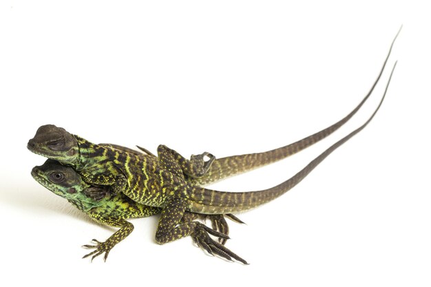 Lagarto dragón aleta de vela juvenil