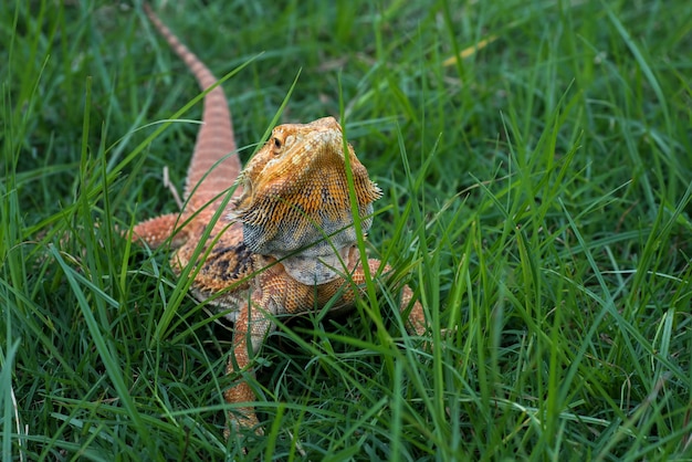 Lagarto dragón barbudo dentro de un arbusto