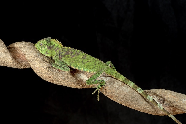 Lagarto dragón del bosque en fondo negro